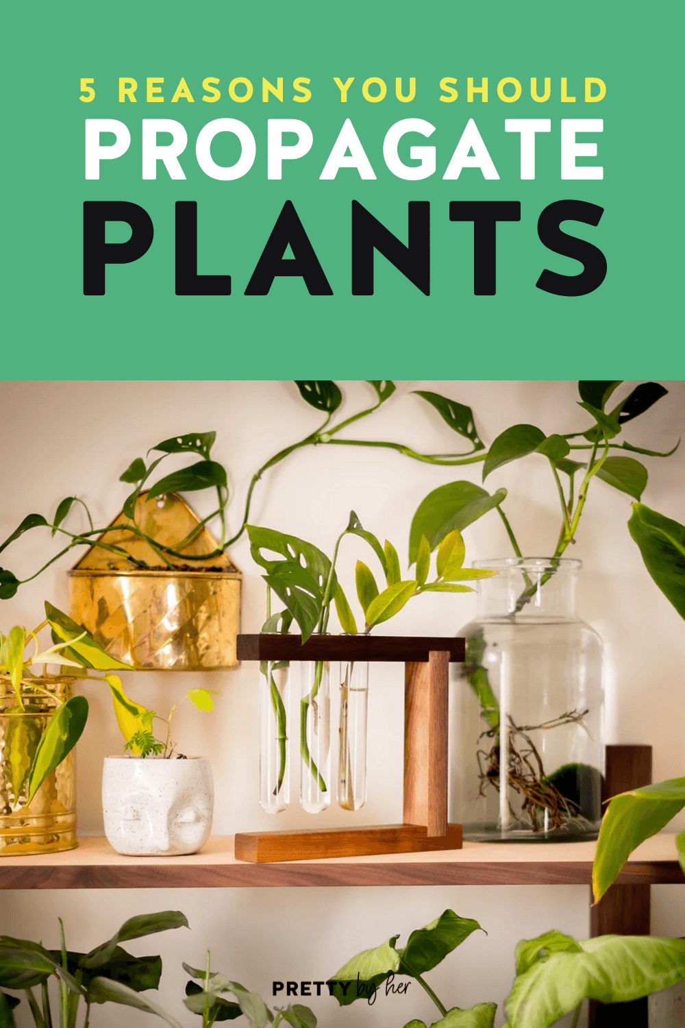 5 Reasons Why You Should Propagate Your Plants - Pretty by Her