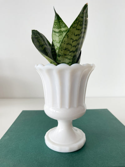 Milk Glass Pedestal Planter (Round Base) - Pretty by Her- handmade locally in Cambridge, Ontario