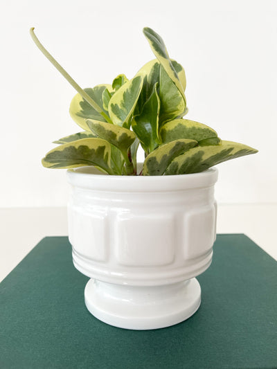 Milk Glass Planter (square detailing) - Pretty by Her- handmade locally in Cambridge, Ontario